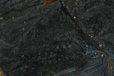 Polished Stromatolite (Alcheringa) Slab - Billion Years #180004-1